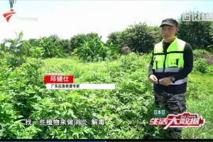 广东卫视>生活大数据>户外毒虫咬伤急救法